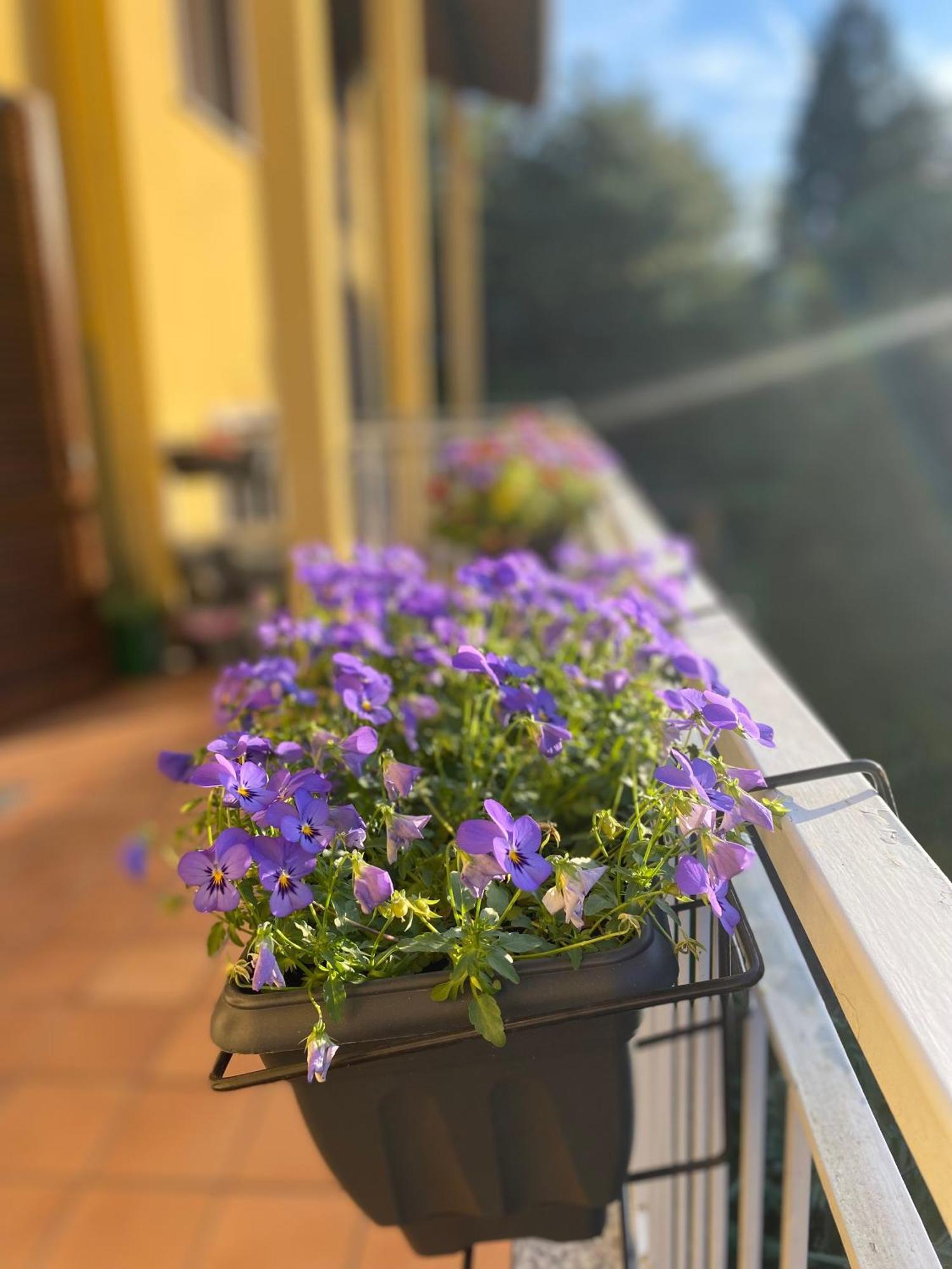 Appartamento Anna Lungo Fiume - Lago Maggiore Sesto Calende Exterior foto